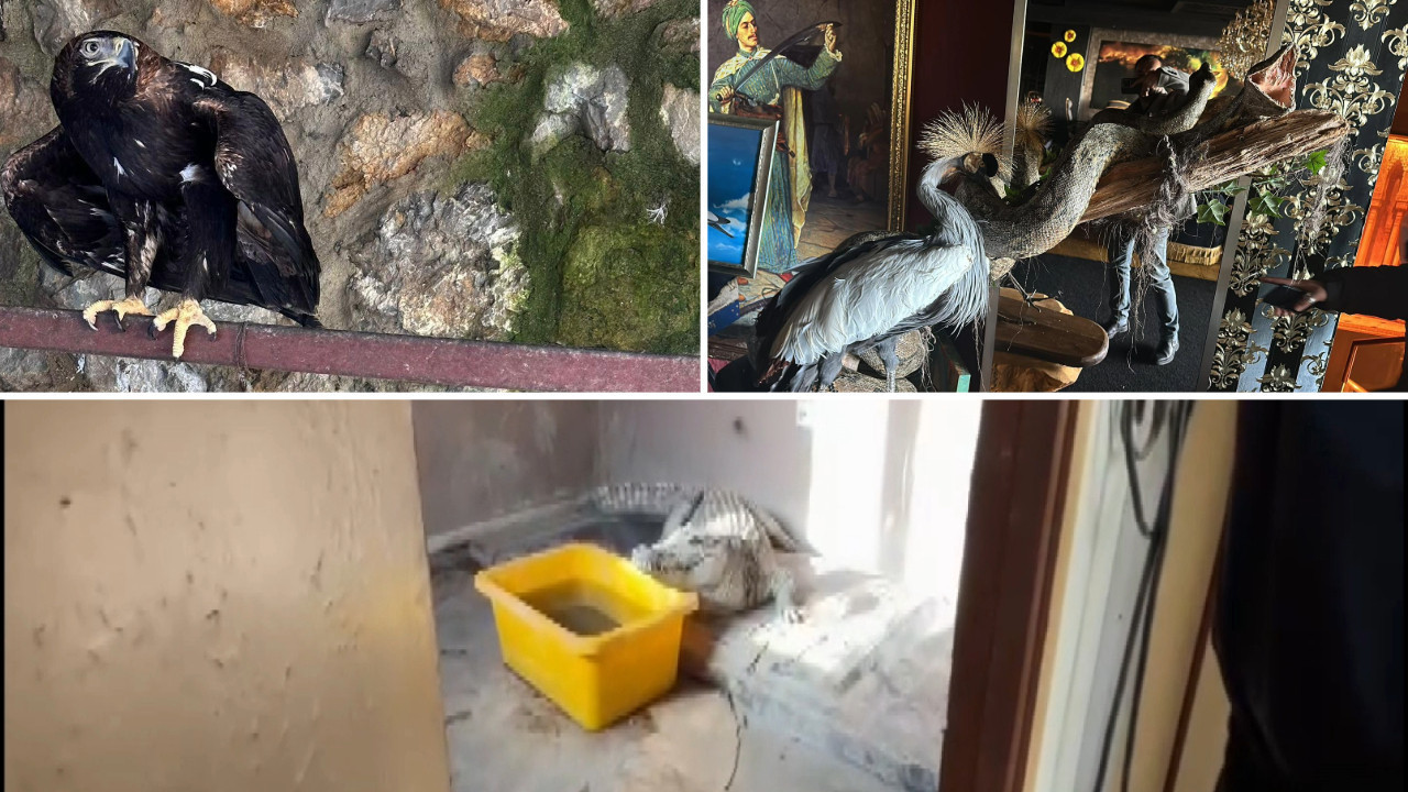 Cengiz Şıklaroğlu'nun villasına operasyon: Nil timsahı ve anakonda yılanı ele geçirildi