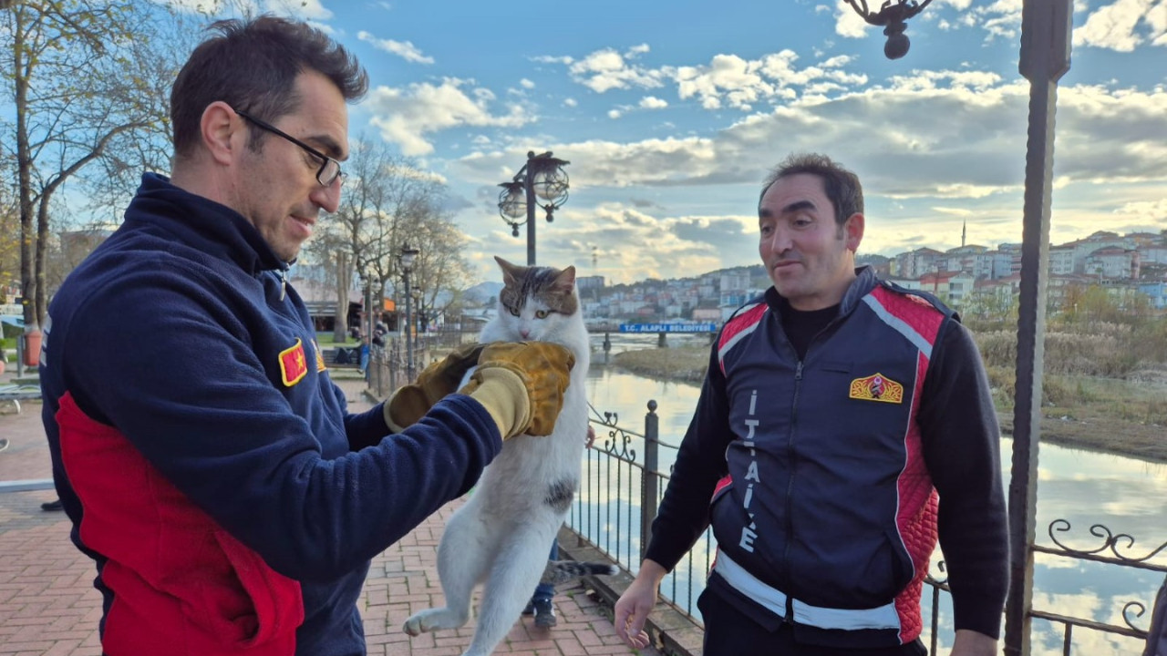 Yaramaz kedi için bir ayda üç operasyon