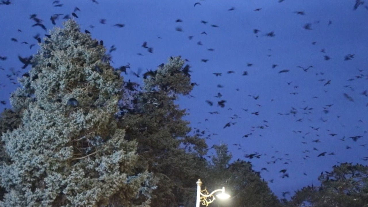 Hitchcock'un 'Kuşlar' filmi gibi: Erzincan'ı kargalar istila etti