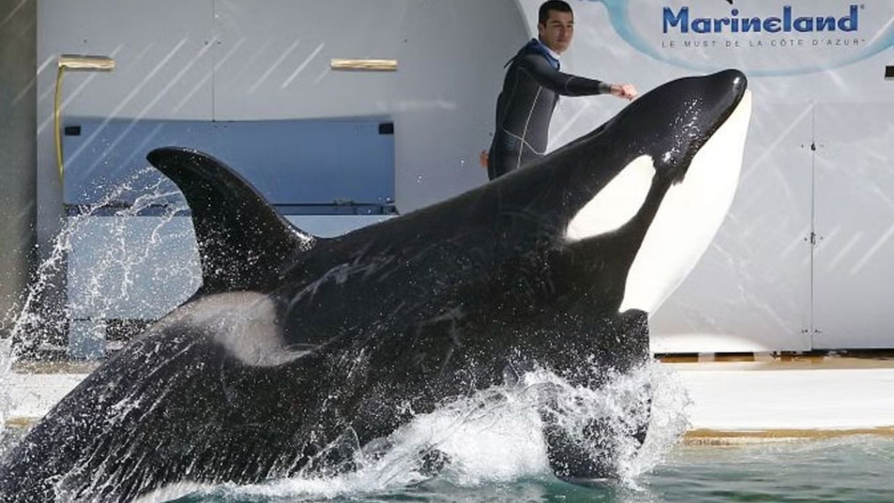 Fransa'nın ünlü su parkı kapanıyor: Katil balinalara ne olacak?
