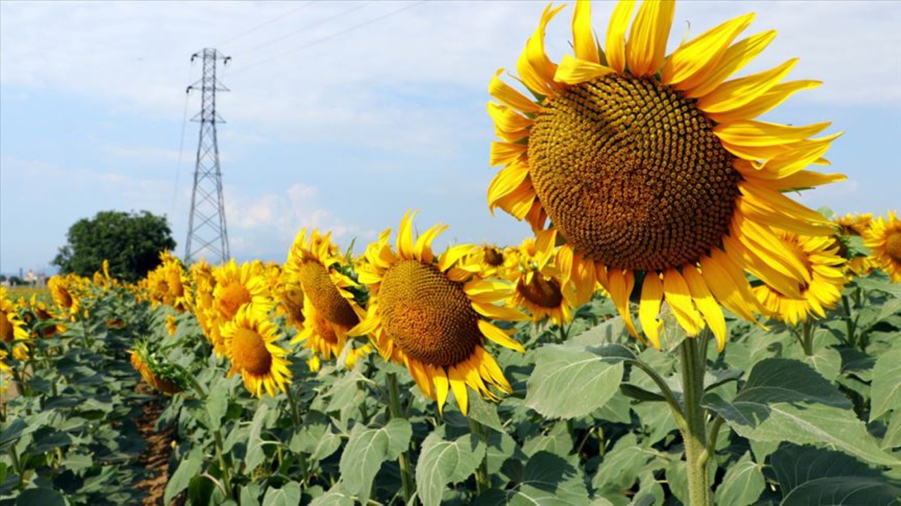 Ayçiçek yağı ithalatına vergi indirimi