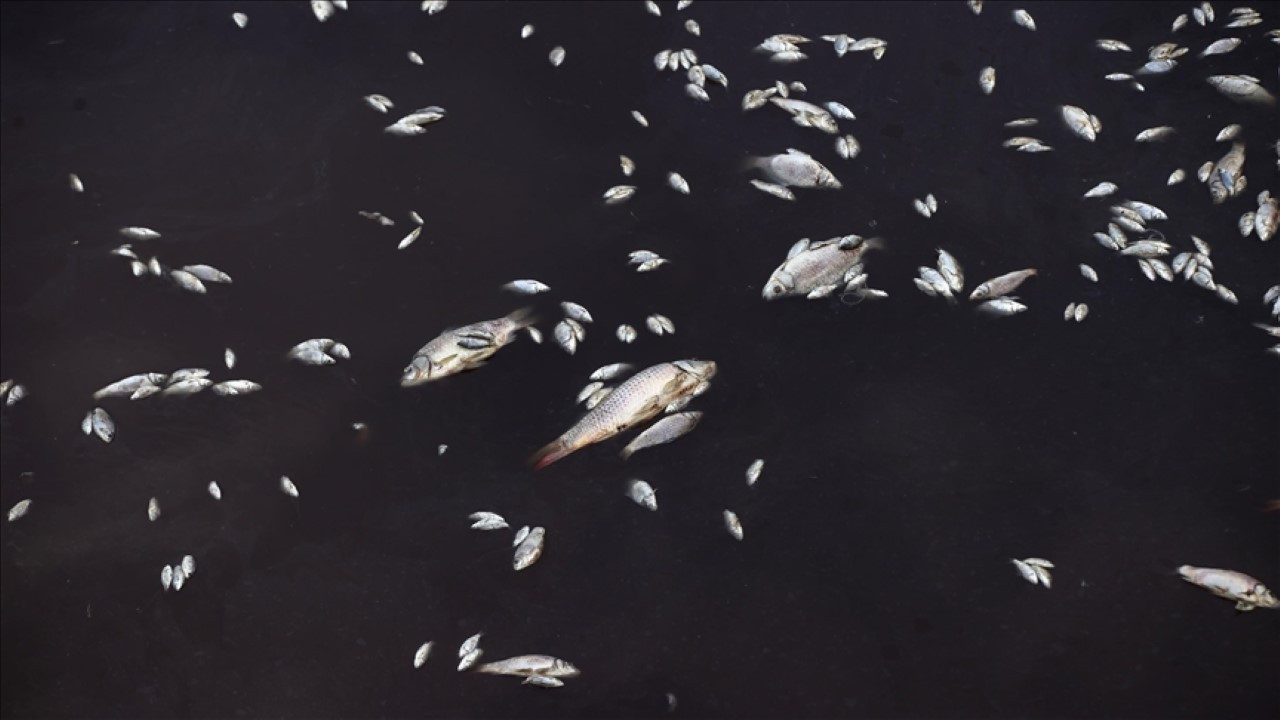 Sahilde 30 bin ölü balık bulundu