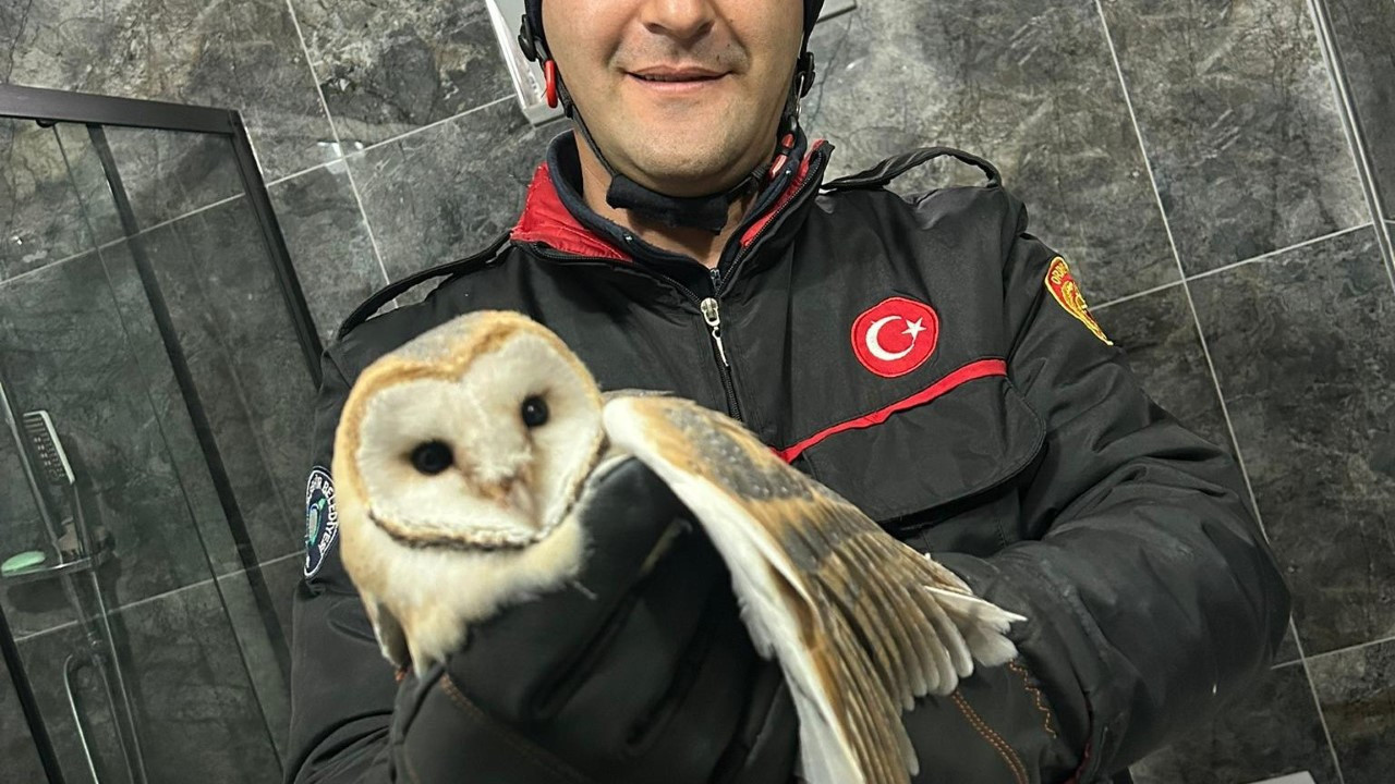 Banyoda baykuş sürprizi