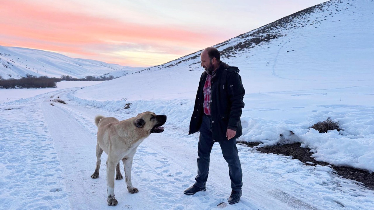 'Kral' bu kez çobanı kurtardı