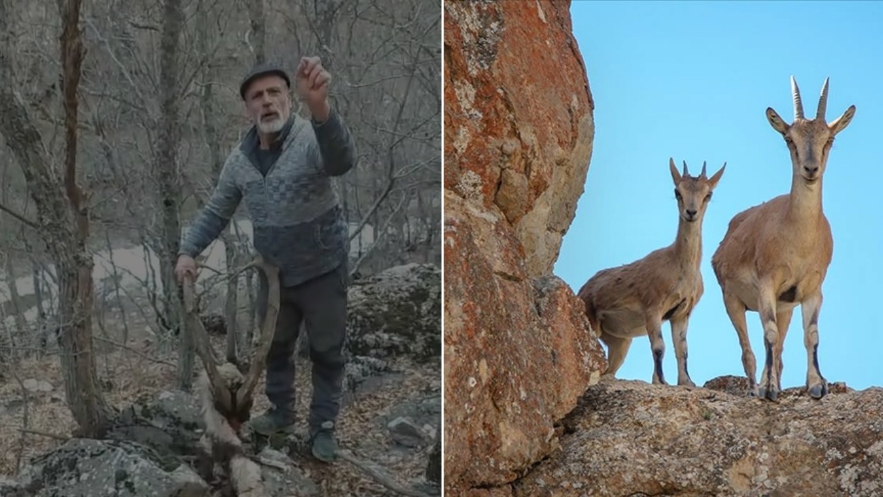 Avcılar yine rahat vermedi: Bu hayvanın size ne zararı var?