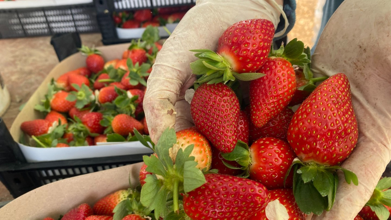 Çileğin fiyatı 1 ayda dip yaptı: Fiyatı 400 TL'den 90 TL'ye düştü