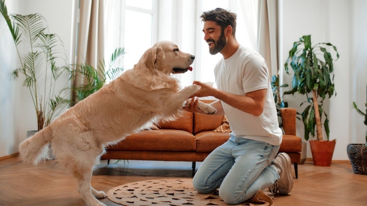 Köpek sahiplerine müjde: Sadık dostlarınızın yaşam süresi uzayabilir