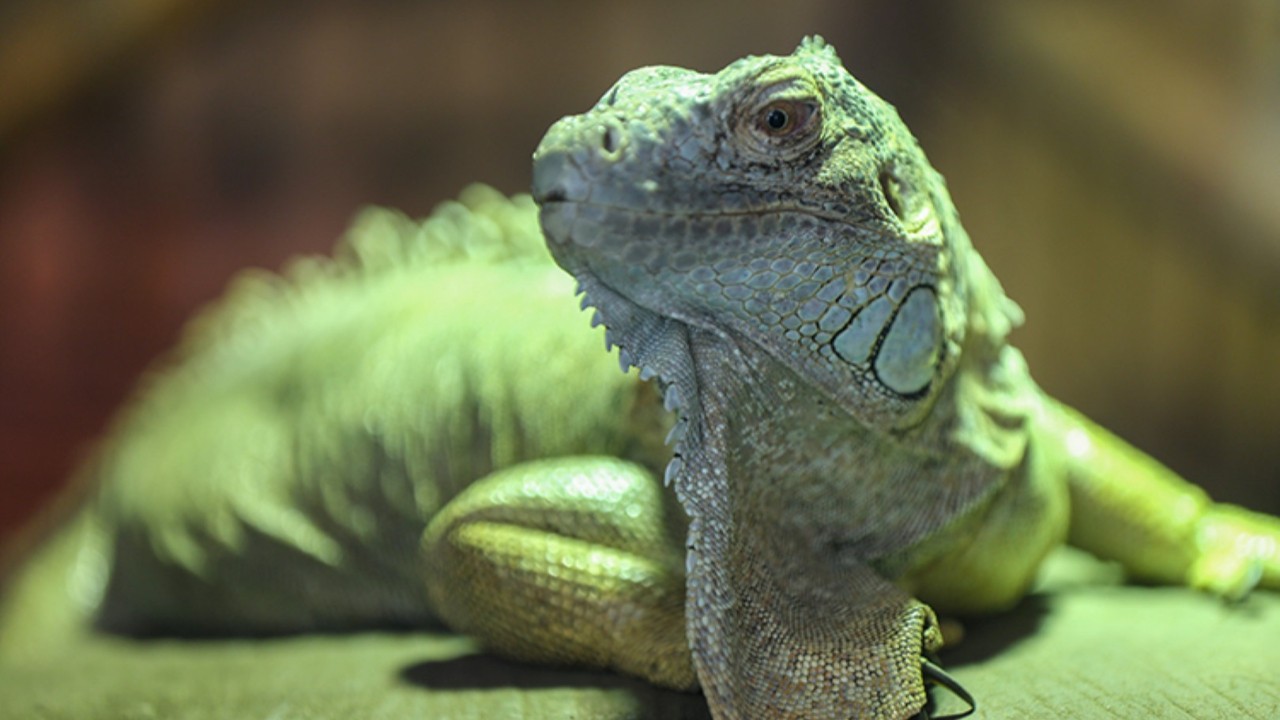 On binlerce iguana için ölüm kararı