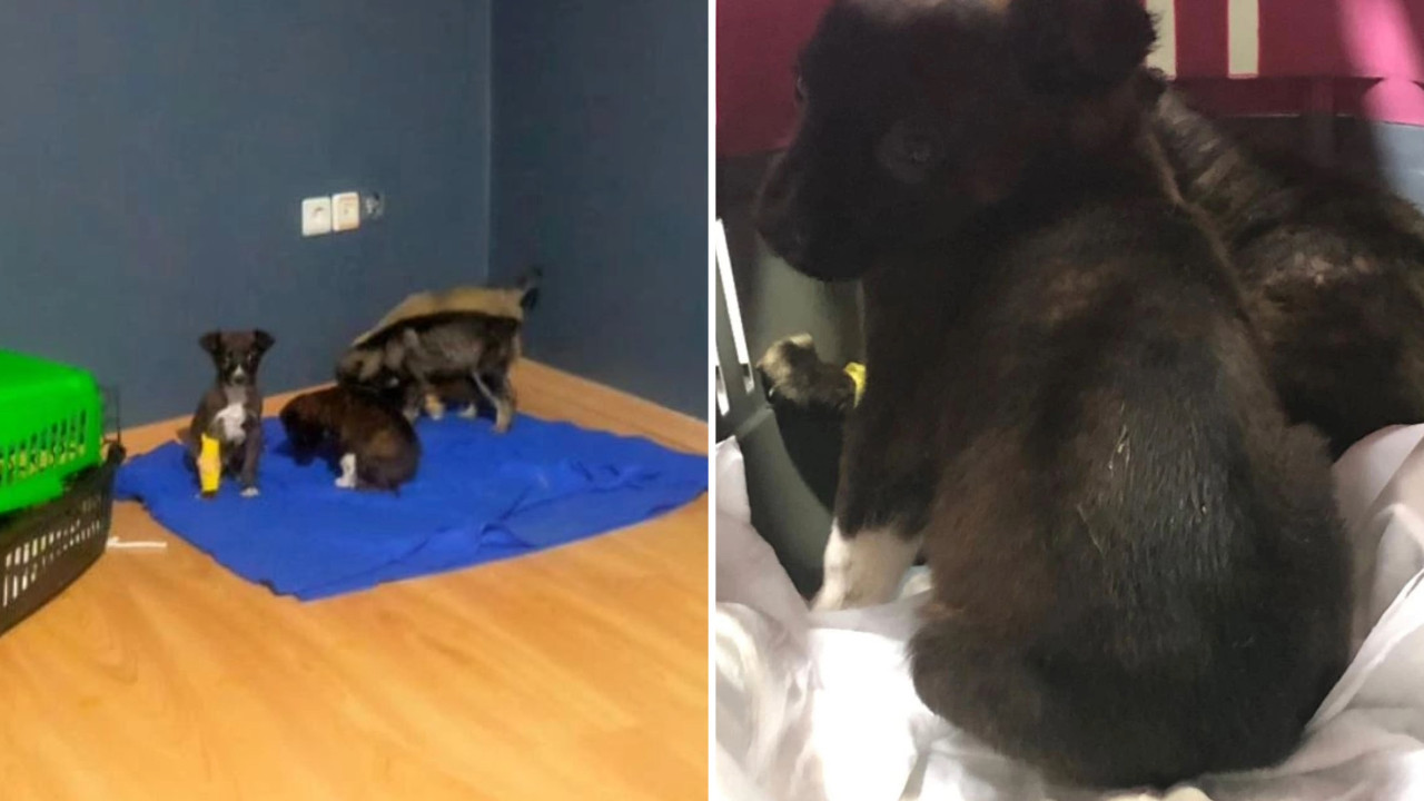 Edirne Belediyesi görevlisi, yavru köpekleri çöpe attı