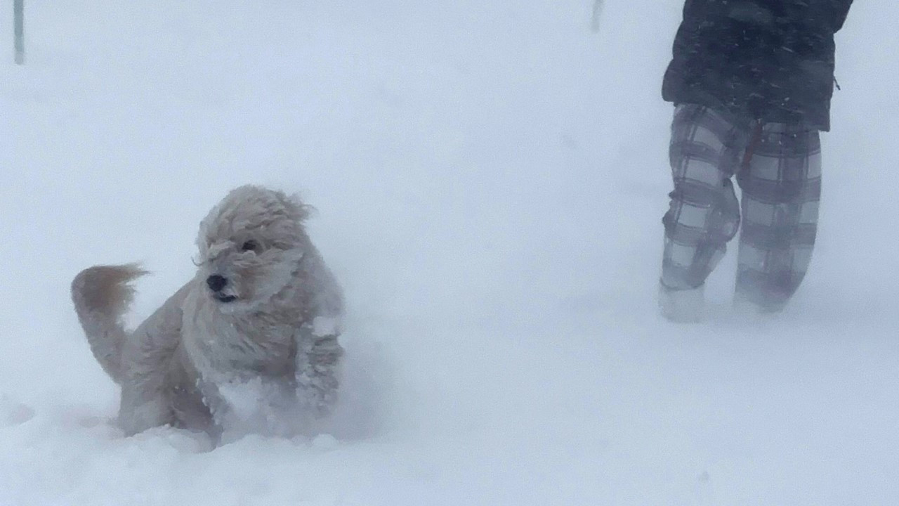 Köpeğini bahçeye çıkaran kadın donarak öldü