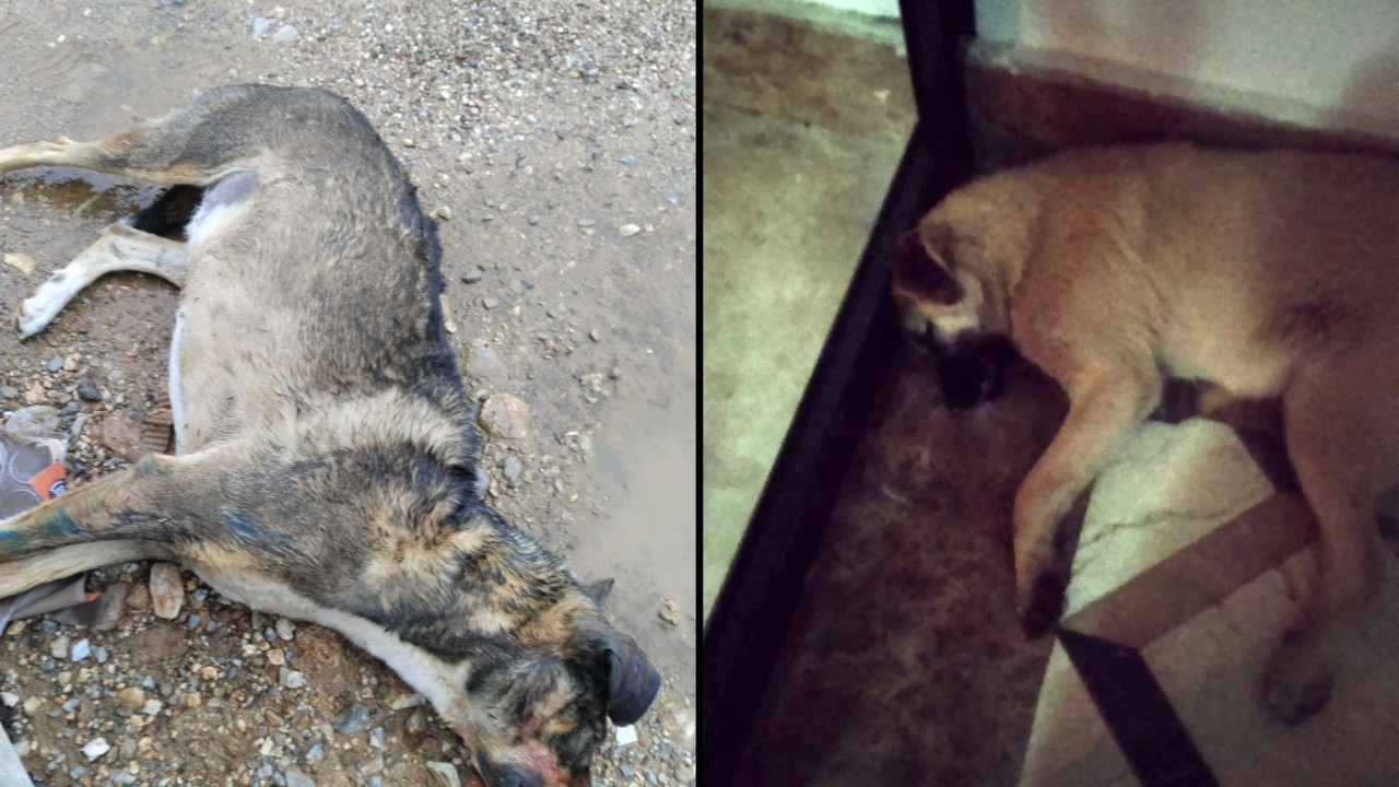 Manisa'da köpek katliamı