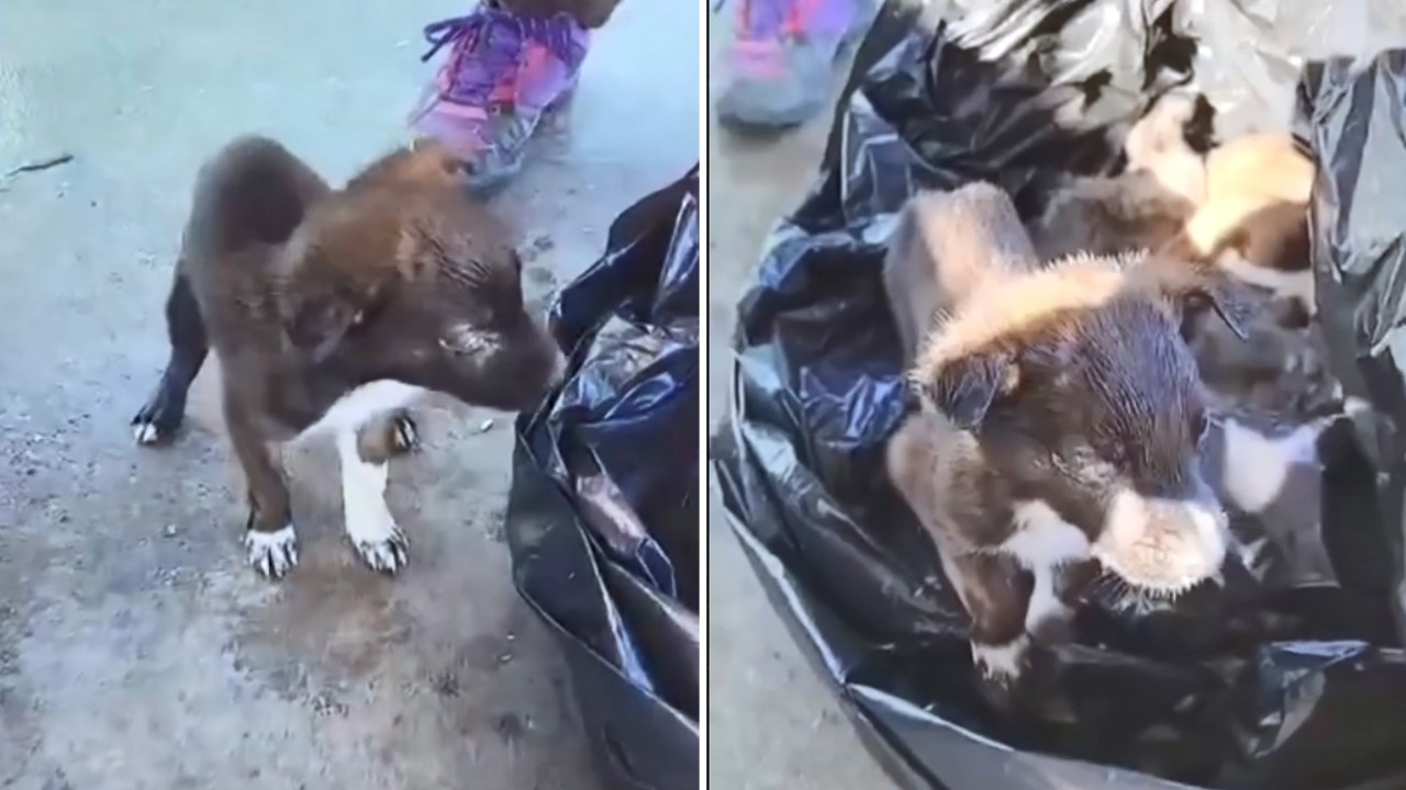 Barınak çalışanları yavru köpekleri poşete koyup çöpe attı!