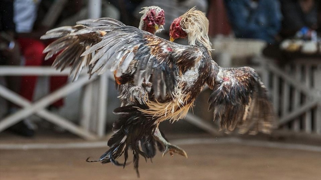 Horoz dövüşü baskını: 8 gözaltı