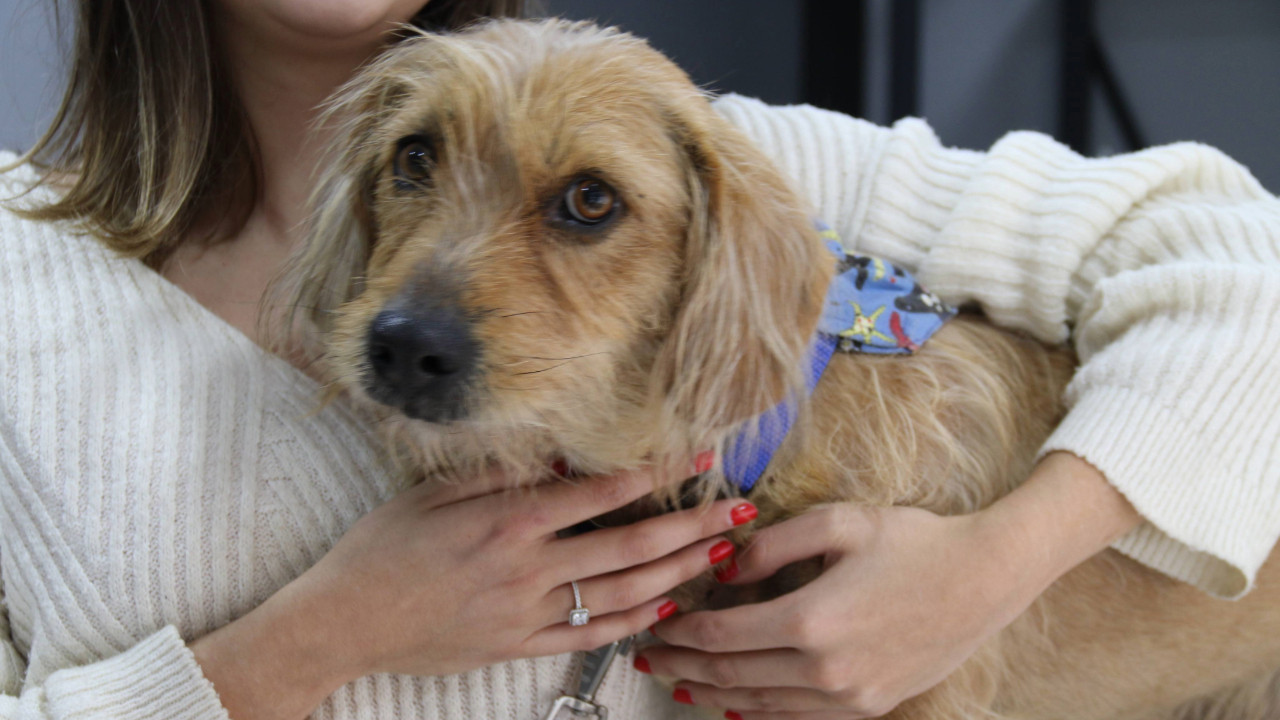 Sokaktaki köpeğe silahlı saldırı