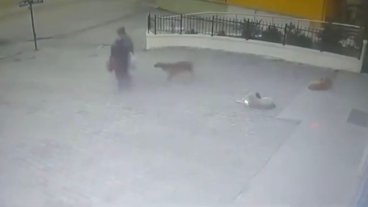 Başıboş köpeğin saldırısına uğrayan kadın yaralandı