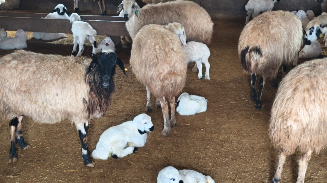 Doğum dönemi şap tehlikesine denk geldi: Besiciler nöbette