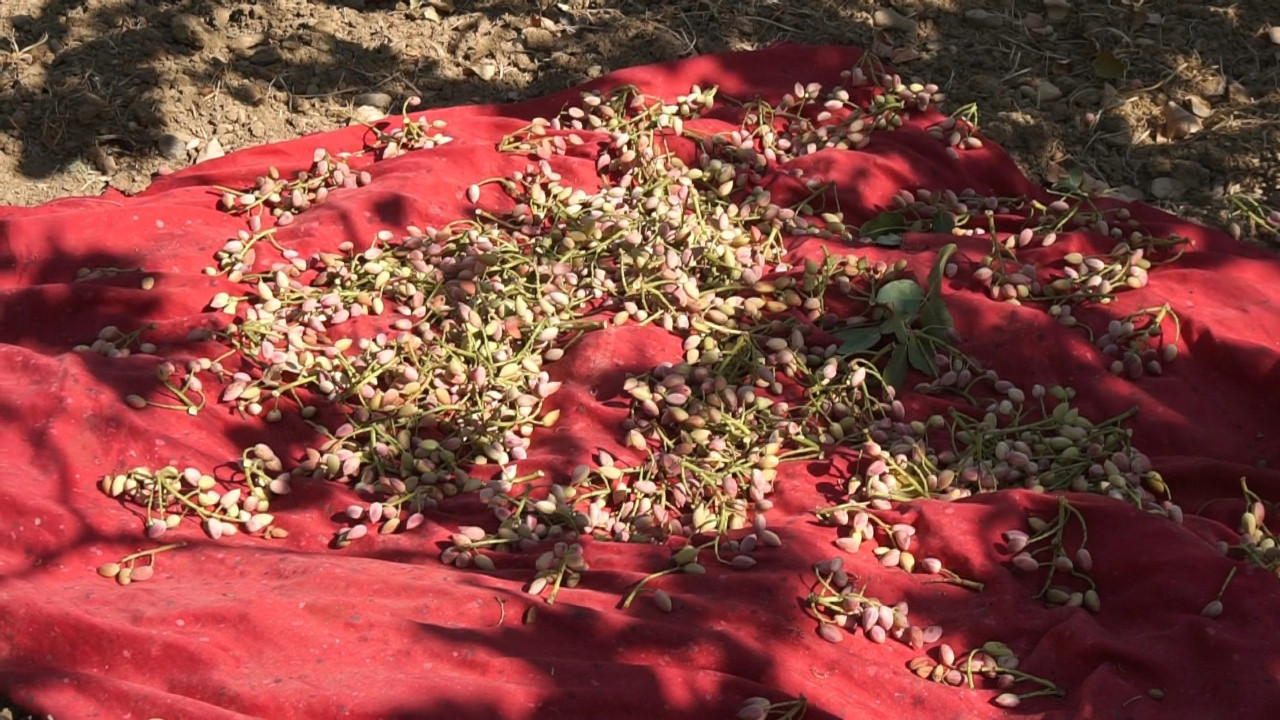 Şimdi de 'kaçak İran fıstığı' tehlikesi: 'Aflatoksin içeriyor, kansere neden olabilir'