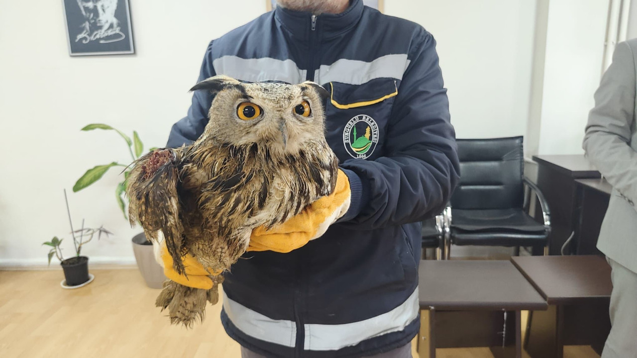 Yaralı halde bulunan baykuş tedavi altına alındı
