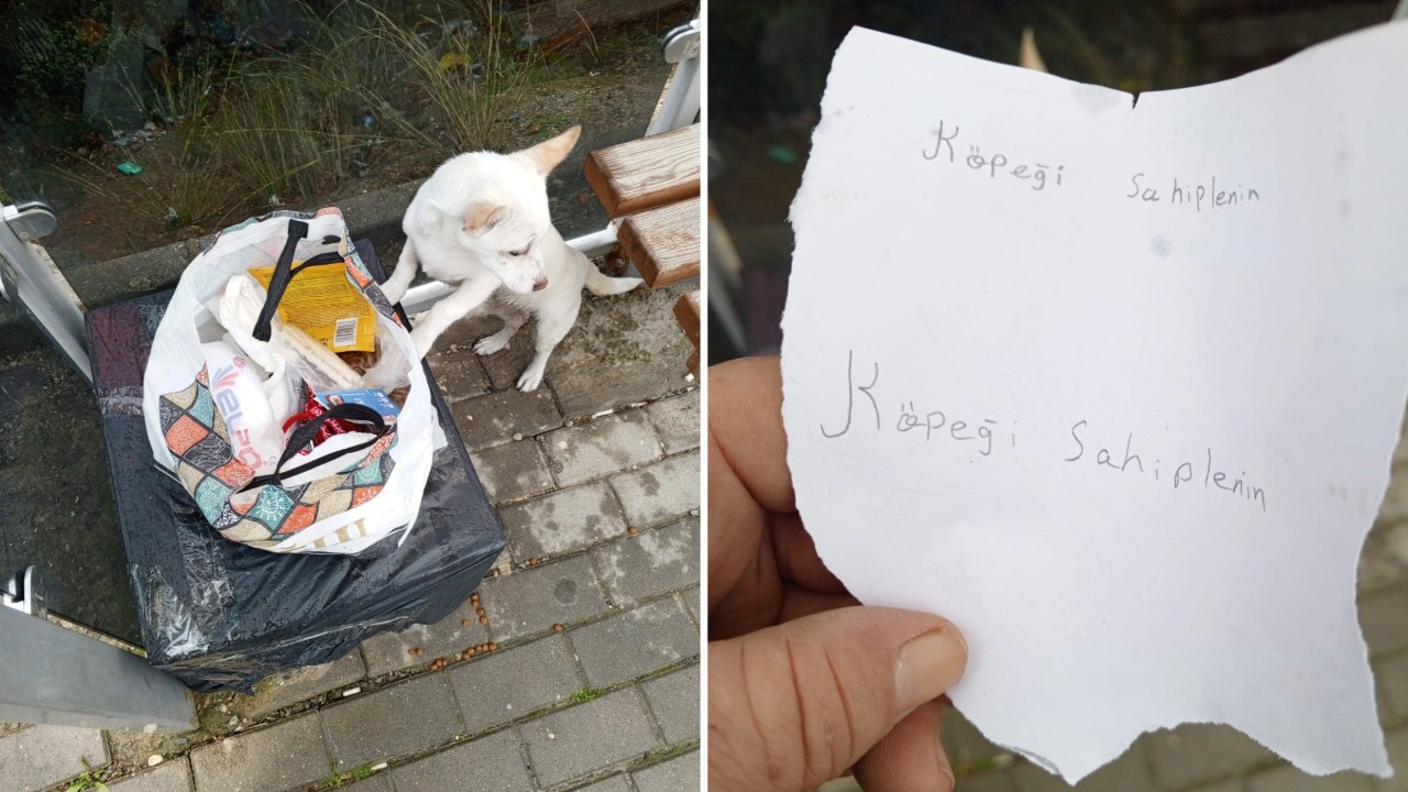 Yavru köpeği, 'sahiplenin' notuyla sokağa terk ettiler