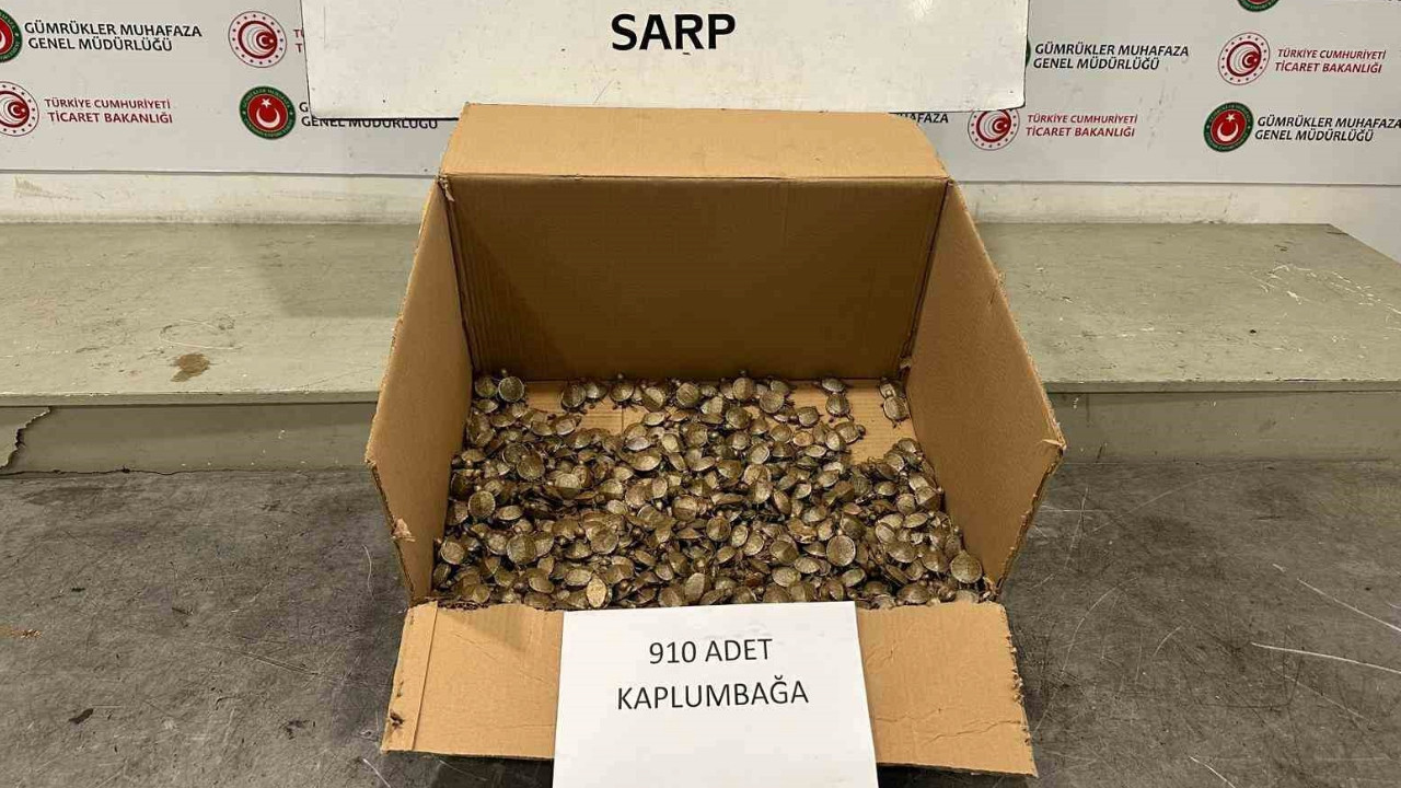 Sınırda 910 su kaplumbağası yakalandı