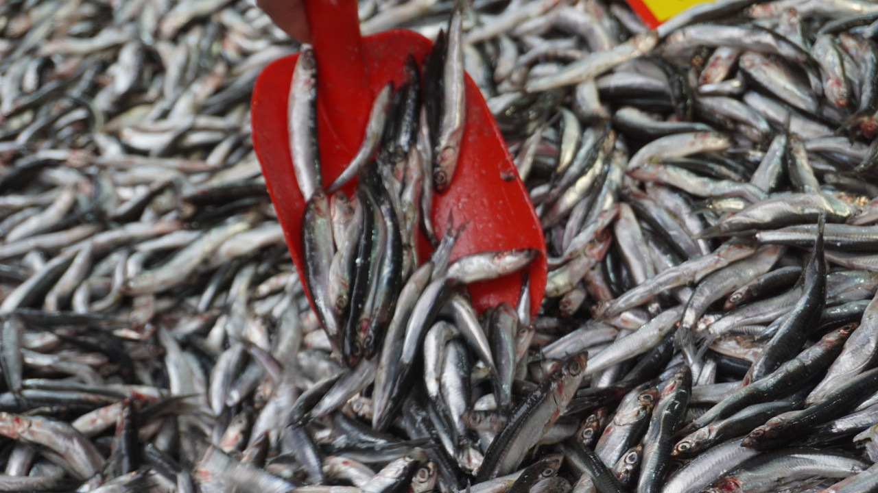 Kilosu 100 liraya düştü, kasalar dolusu hamsi satıldı