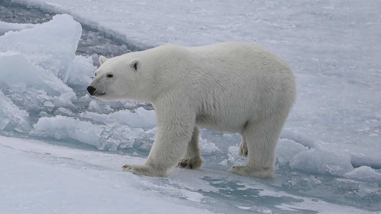 WWF hakkında çarpıcı iddia