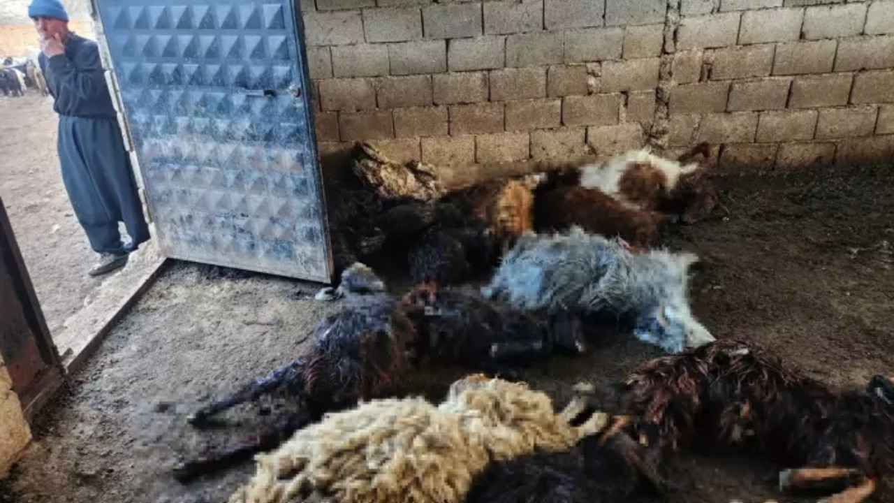 Kurtlar ahıra dalıp 40 koyunu öldürdü, yaşlı adam jandarmayı aradı