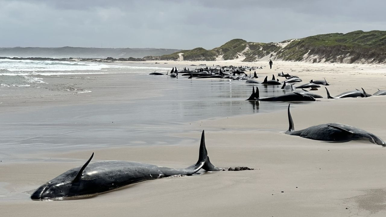 Avustralya'da 150 sahte balina kıyıya vurdu