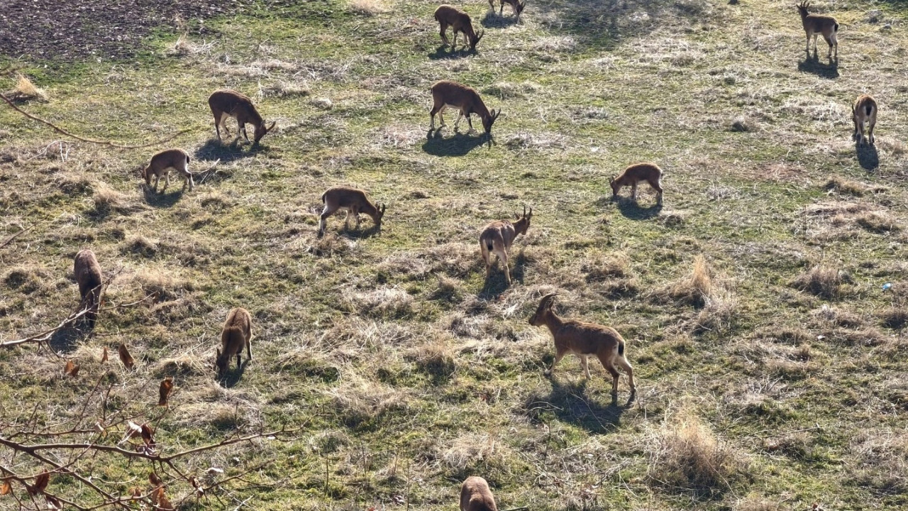 Dağ keçileri ilçe merkezine yerleşti