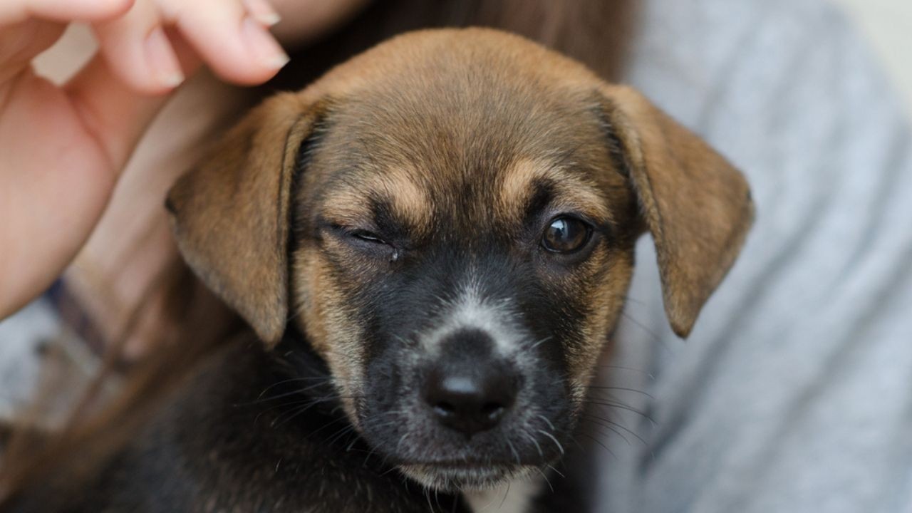 Köpekler de insanlar gibi türdeşleriyle bağ kurmak için göz kırpıyormuş