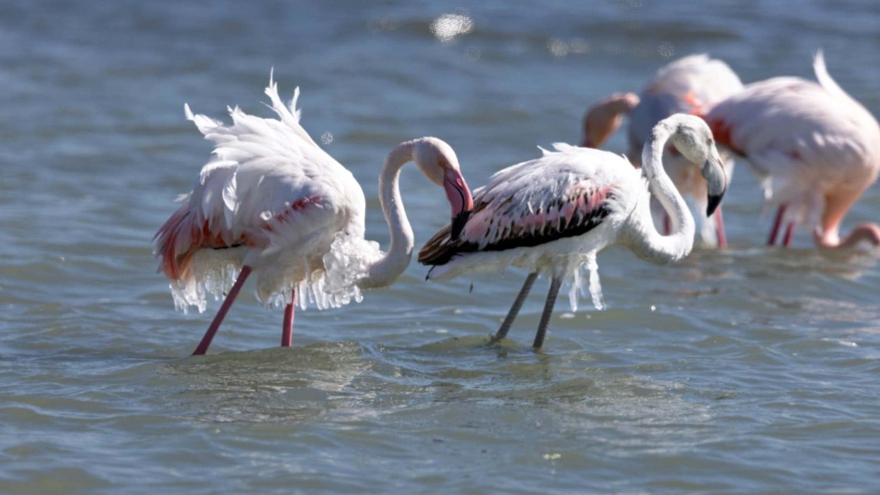 Doğanın sert yüzü! Flamingoların vücutları buz tuttu