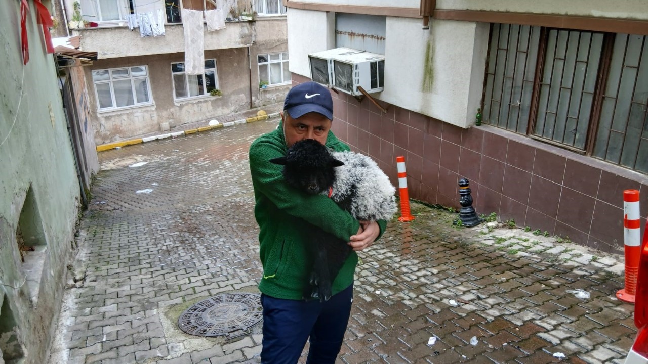 Sahiplendiği kuzuyla şehrin maskotu oldu