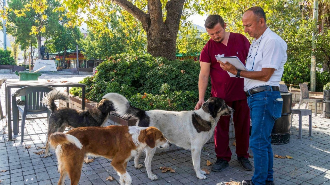 İzmir'in 11 ilçesinde 15 bin sahipsiz köpek var