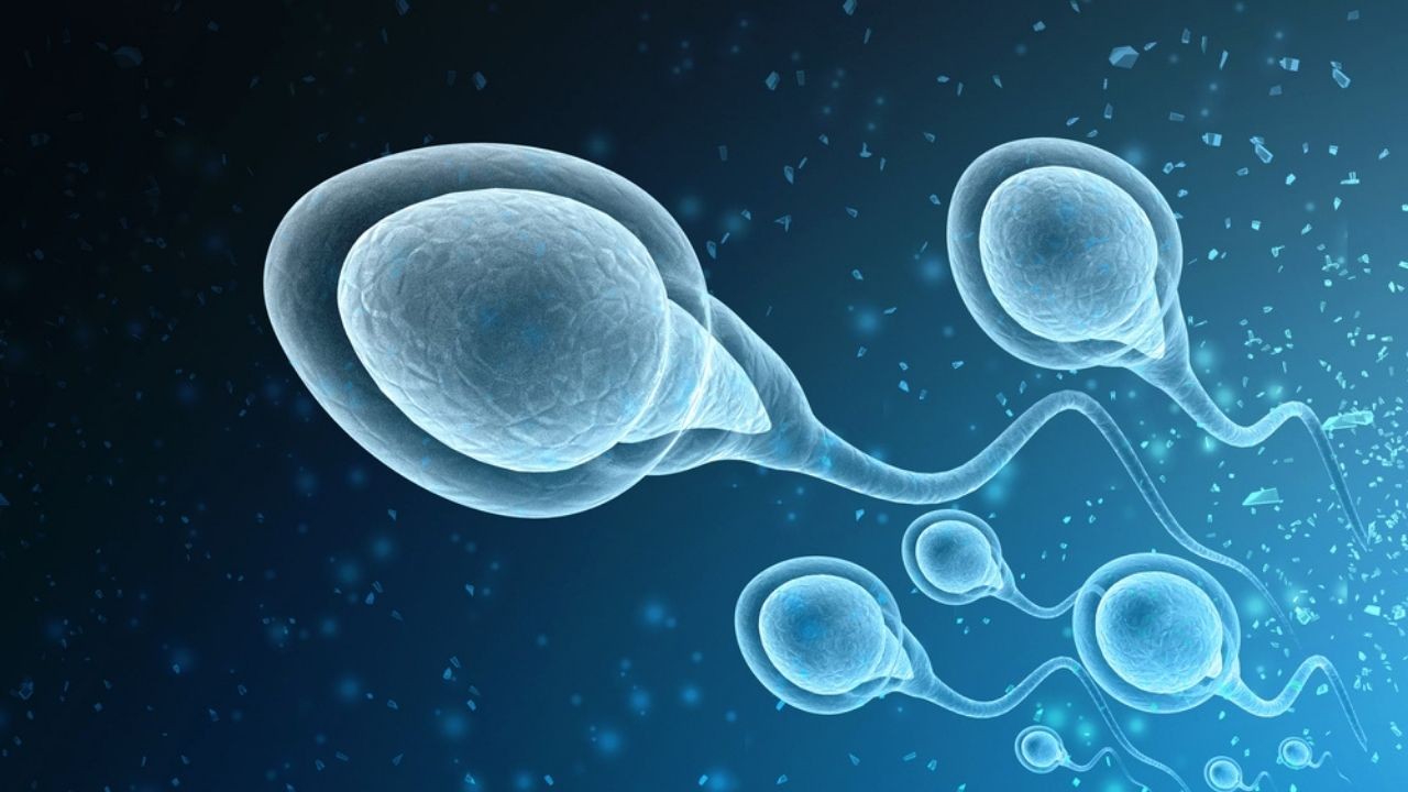 Araştırma: Sperm kalitesi yaşam süresini etkiliyor