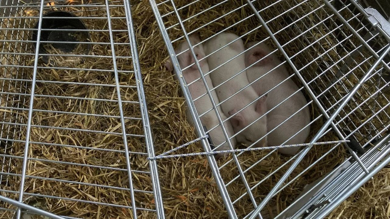 'Sanat' için ölüme terk etti