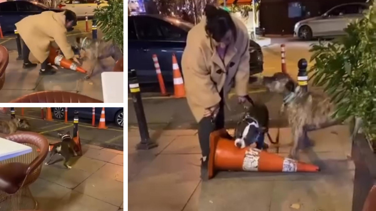 Dubayı ısıran Pitbull için 76 bin lira ceza