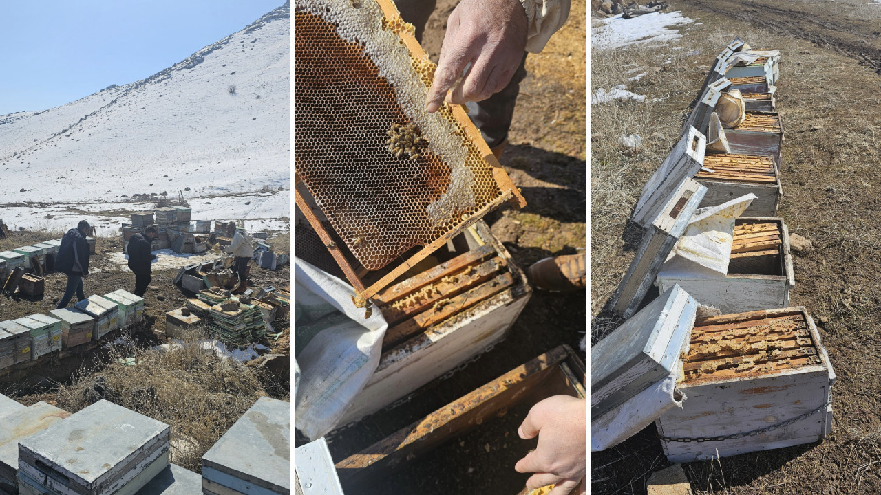 Soğuk hava bal arılarını vurdu: 100 kovan telef oldu