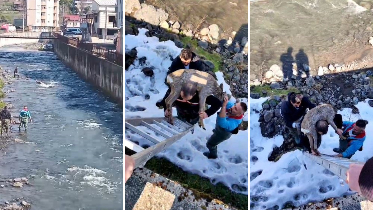Dereye düşen karacayı omzunda taşıdı