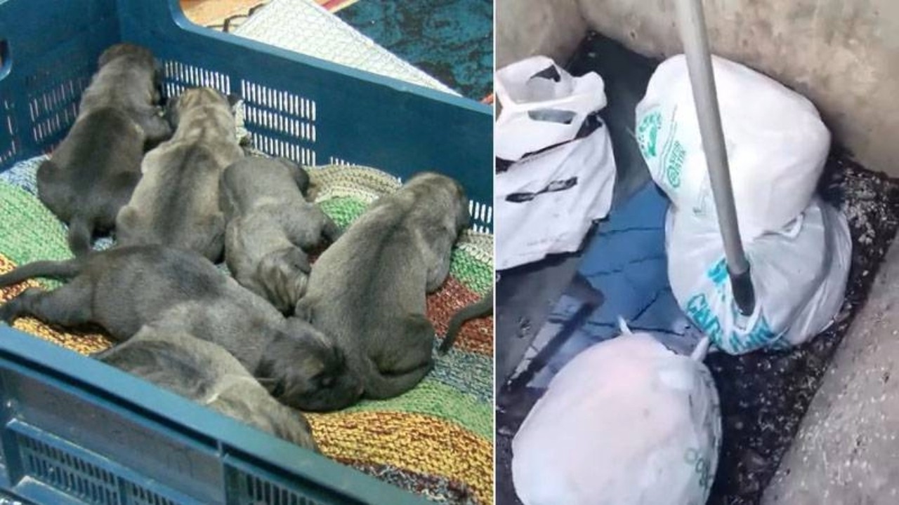 Yavru köpekler ağzı bağlı poşette bulunmuştu: 3 kişi açığa alındı