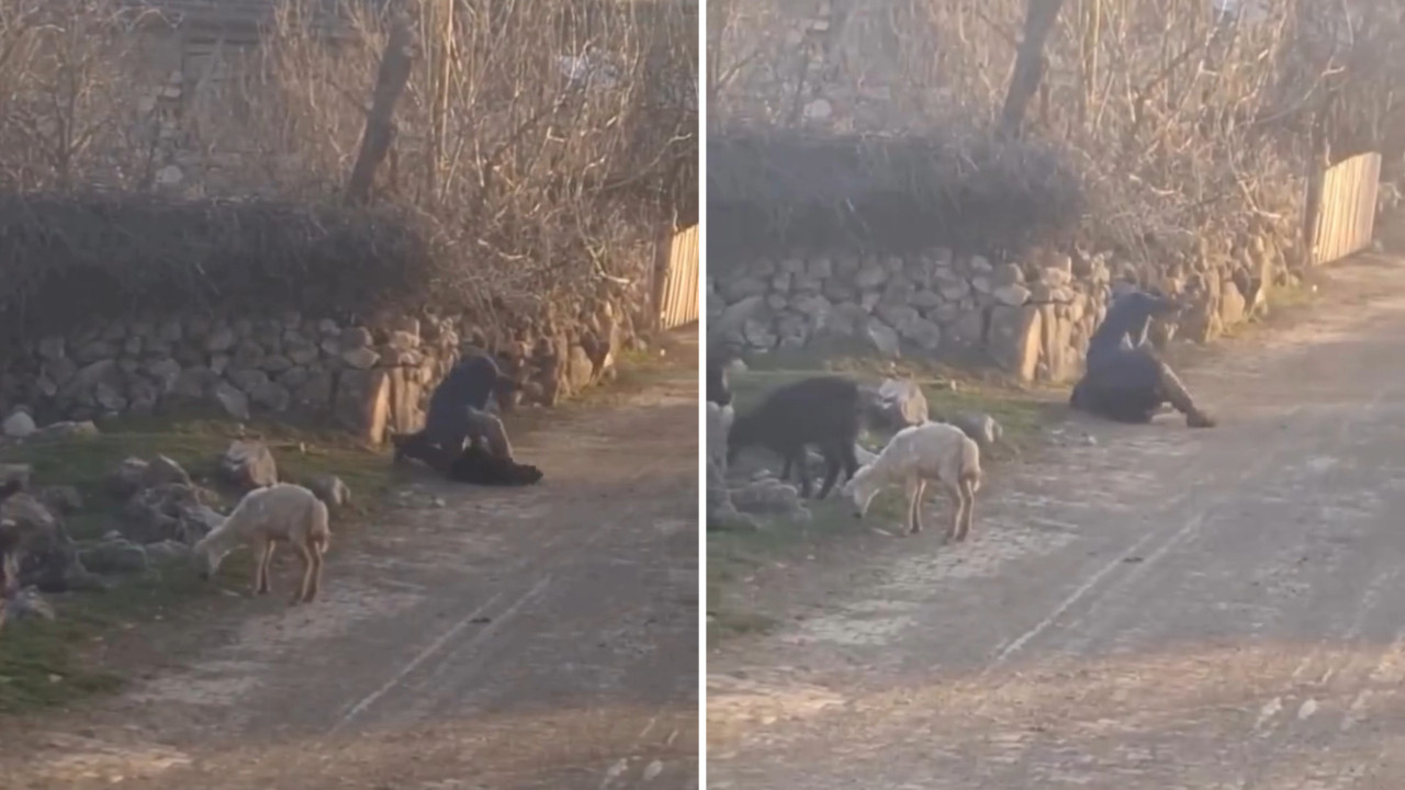 Tokat'ta hayvana eziyet eden kişi tutuklandı