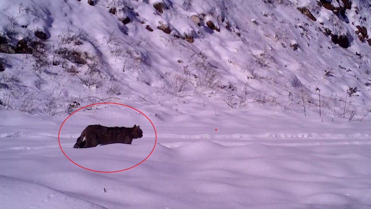 Yaban hayatında nadir görülen anlar: Fotokapan böyle çekti