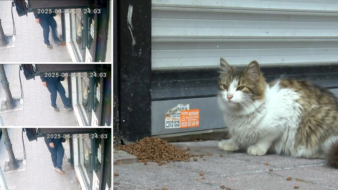 Kötülüğün böylesi: Kedilere koyulan mamayı tekmeleyerek dağıttı