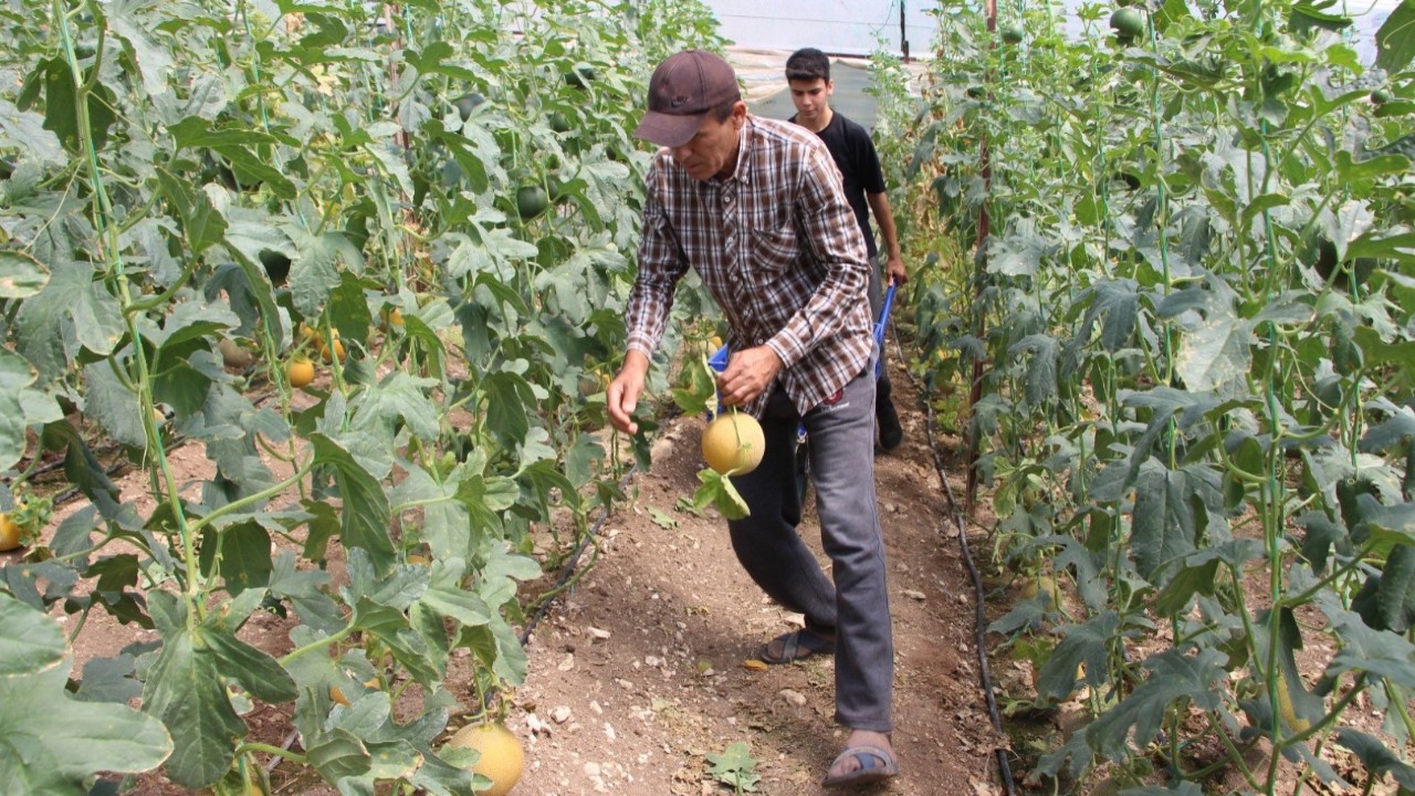 "Bu mevsimde kavun olmaz" dediler: Kilosunu 200 TL'den sattı