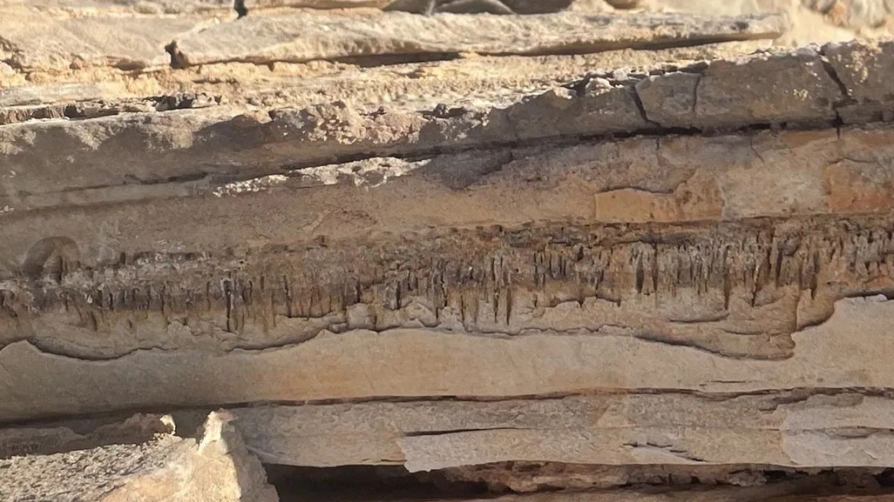 Çöl kayalıklarında bilinmeyen yaşam formu bulundu