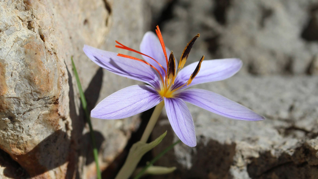 Biyokaçakçılar peşinde! Bu bitkiyi koparmanın bedeli 557 bin TL