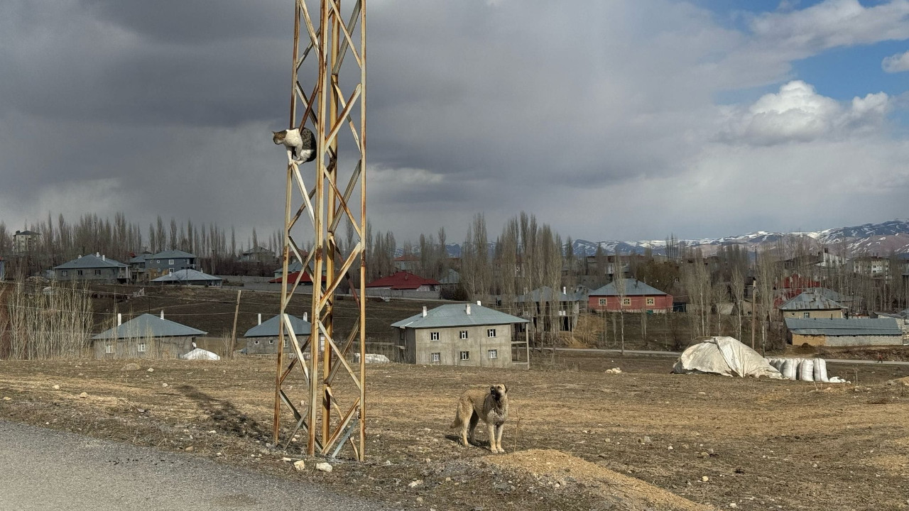 Kaçtığı köpek gitmeyince elektrik direğinde mahsur kaldı