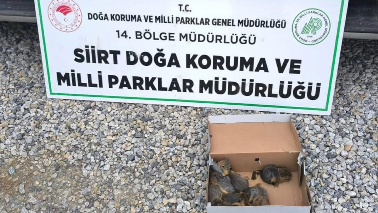 Kaçak sincap avı pahalıya patladı