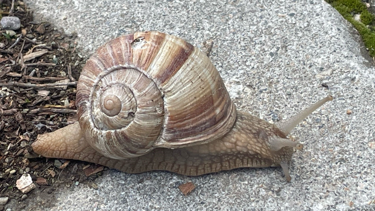 Salyangoz toplayarak günde binlerce lira gelir elde ediyor