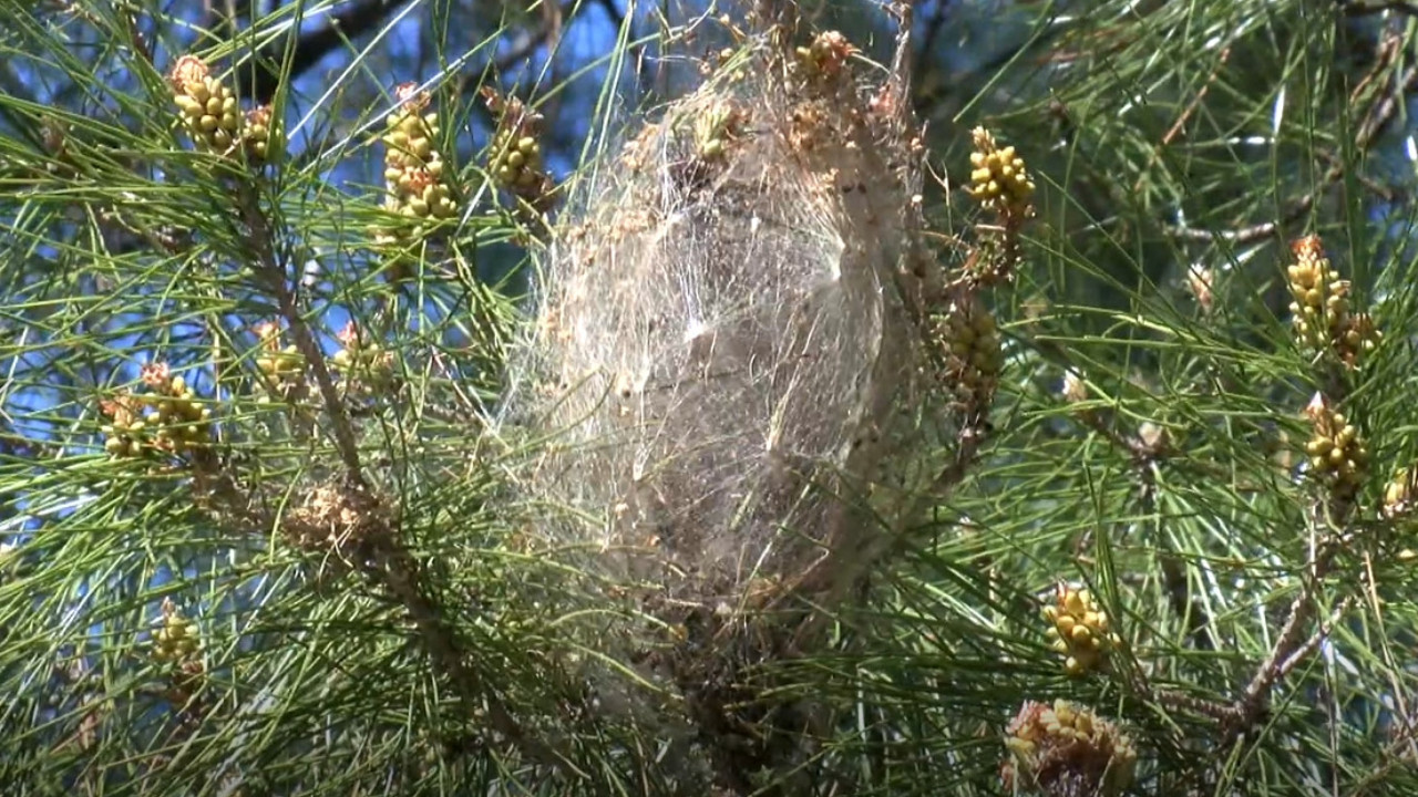 Ağaçlar için seferber oldular: 'Terminatör üretmeye başladık'