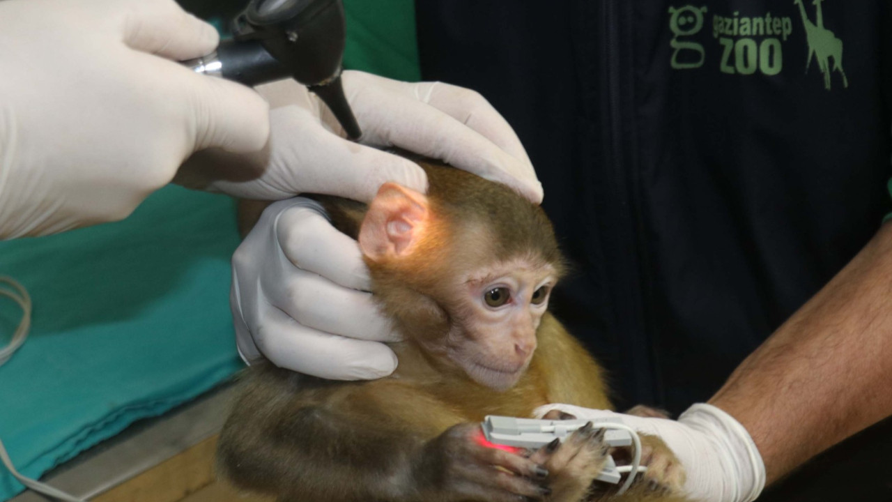 Sınırda bulunan maymunlara karantina